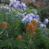 Yankee Boy Basin +