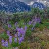 Blue Lupine