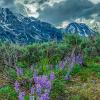 Teton Blue Lupine