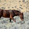First Year Foal