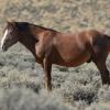 Herd Stallion