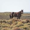 Herd Stallion