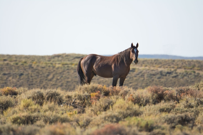 Herd Stallion