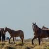 Ghost Horses