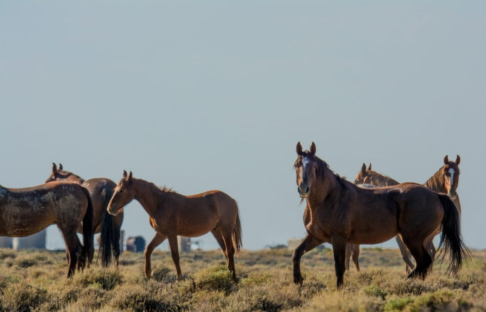 Ghost Horses