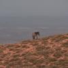 King of the Mountain