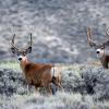 Mule Deer