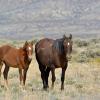 Mom and Foal