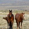 Wrong Side of the Pasture