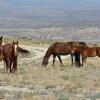 Another Foal