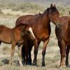 Two Mares and a Foal