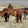 Mustangs Mingling