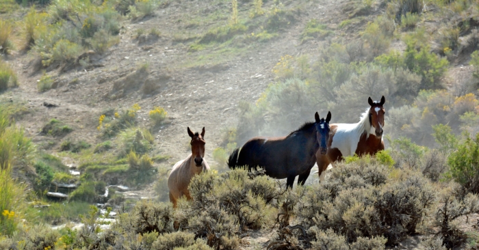 Leaving the Water Hole