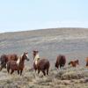 Wild Horses, The Snowy Range & Rocky Mountain National Park - August 2013