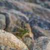 Flying Pika