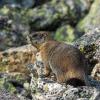 Golden Marmot