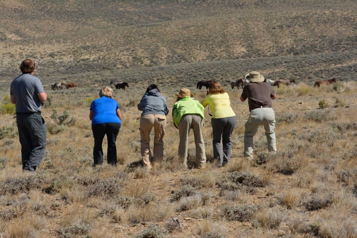 Sneaking up on the Herd or "Moons" over Green River