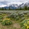 Arrowleaf Balsamroot