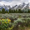 Arrowleaf Balsamroot