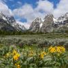 Arrowleaf and the Tetons