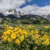 Mountain Bouquet